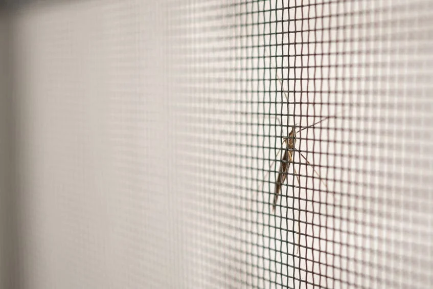 Tinklelio audinys foto